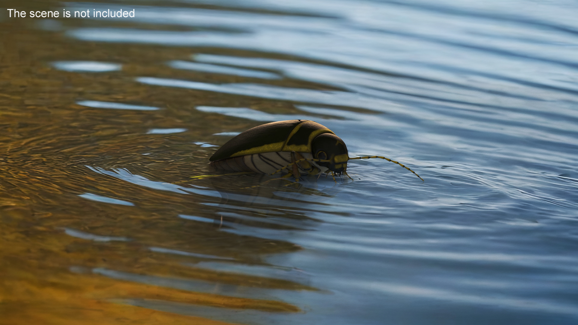 Aquatic Beetle Brown Floating 3D model