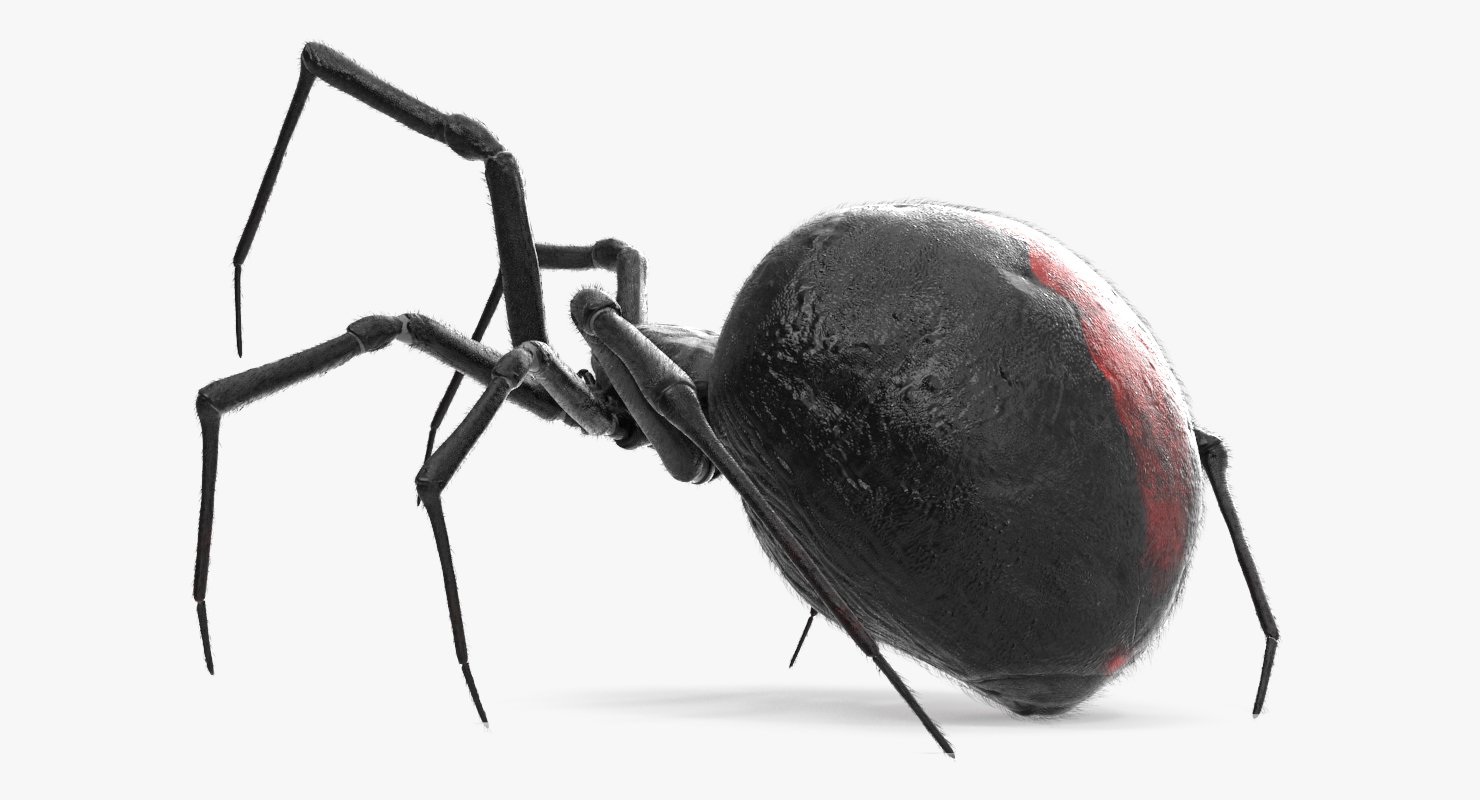 3D model Widow Spider Fighting Pose with Fur