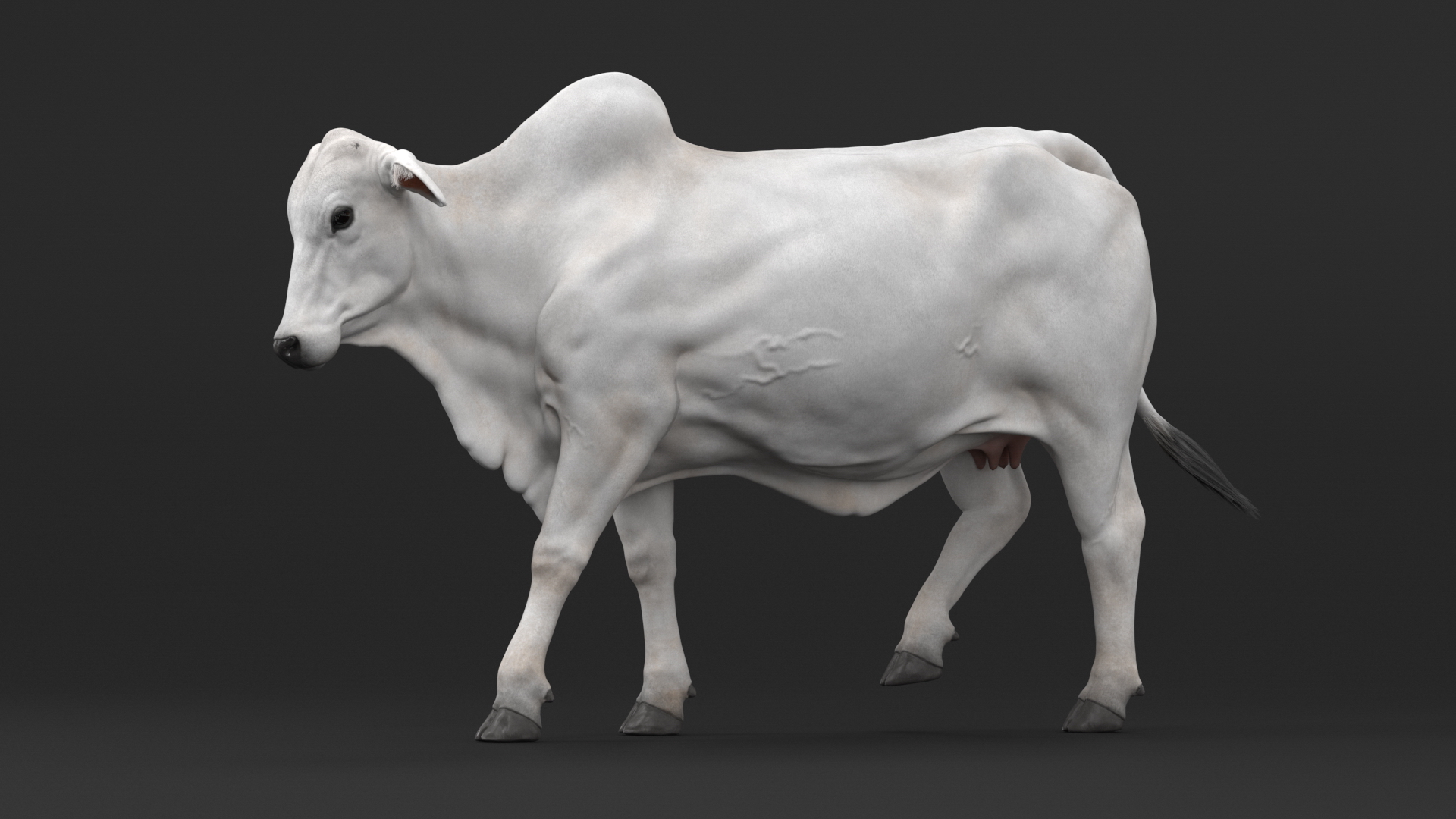 3D model Zebu Cattle Female Walking Fur