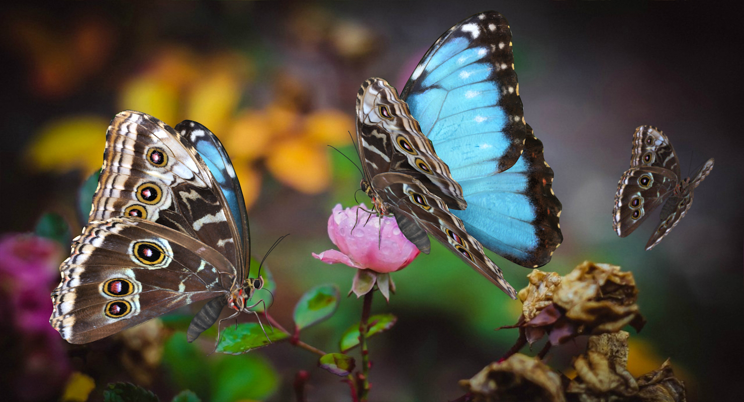 Peleides Blue Morpho Butterfly with Fur 3D model