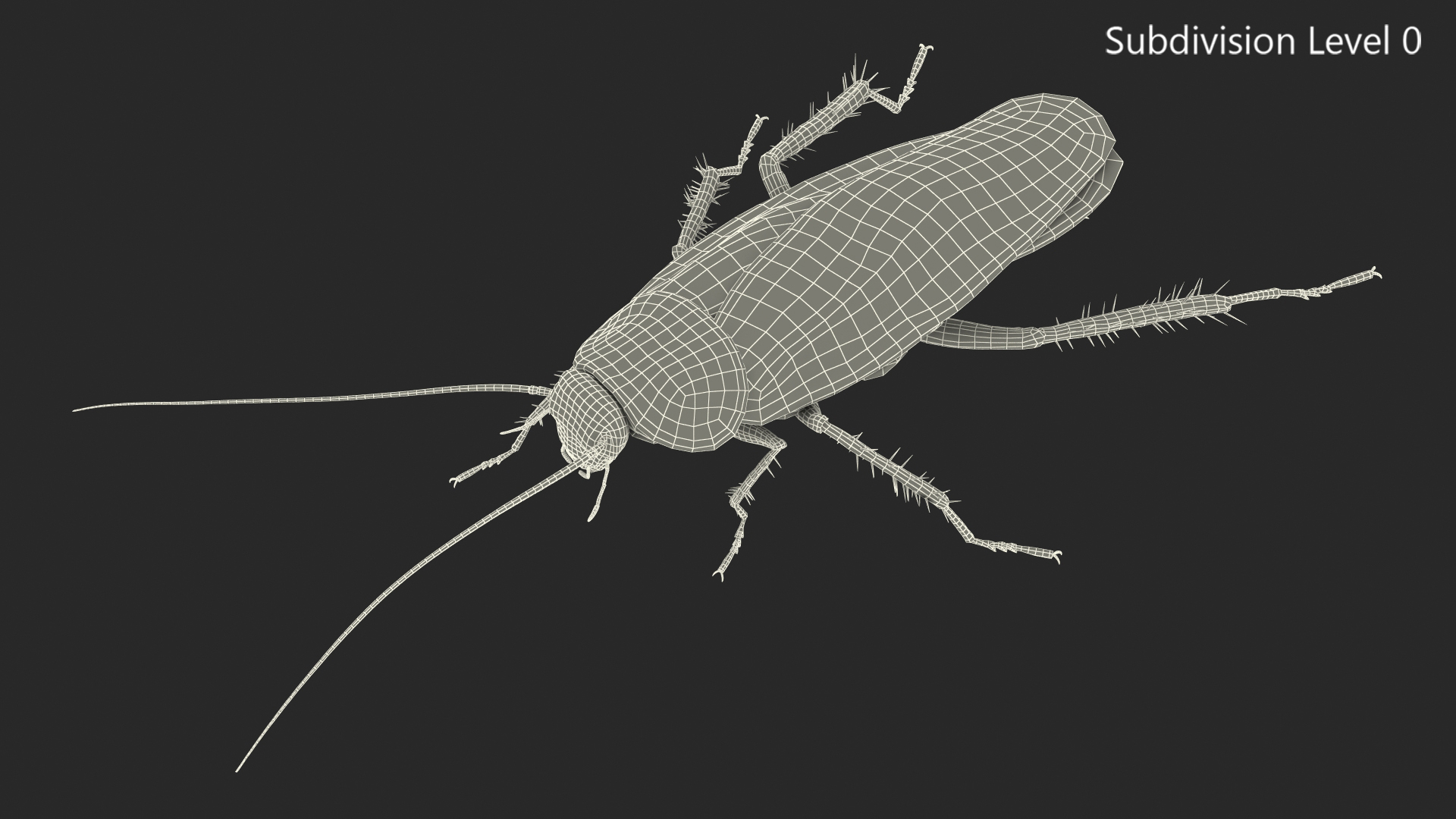 Animated Cockroach Creeps Rigged 3D