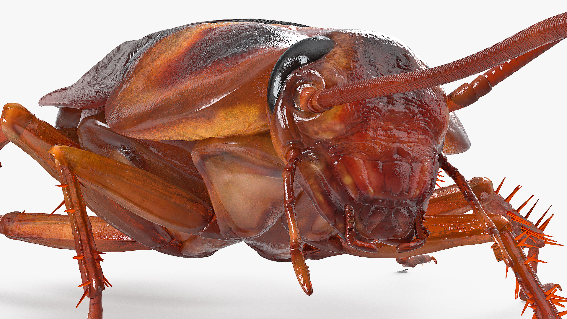 Animated Cockroach Creeps Rigged 3D