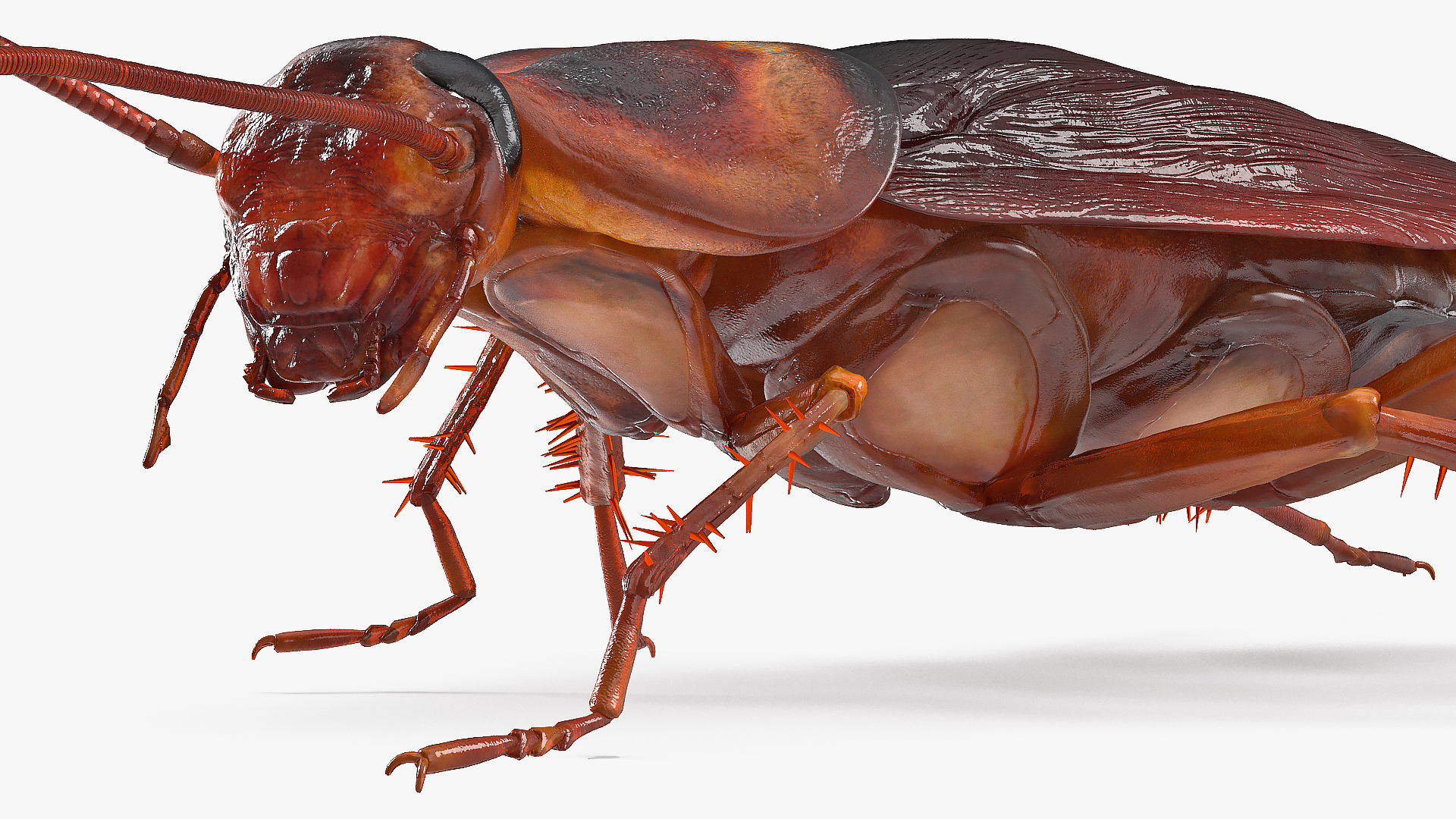 Animated Cockroach Creeps Rigged 3D