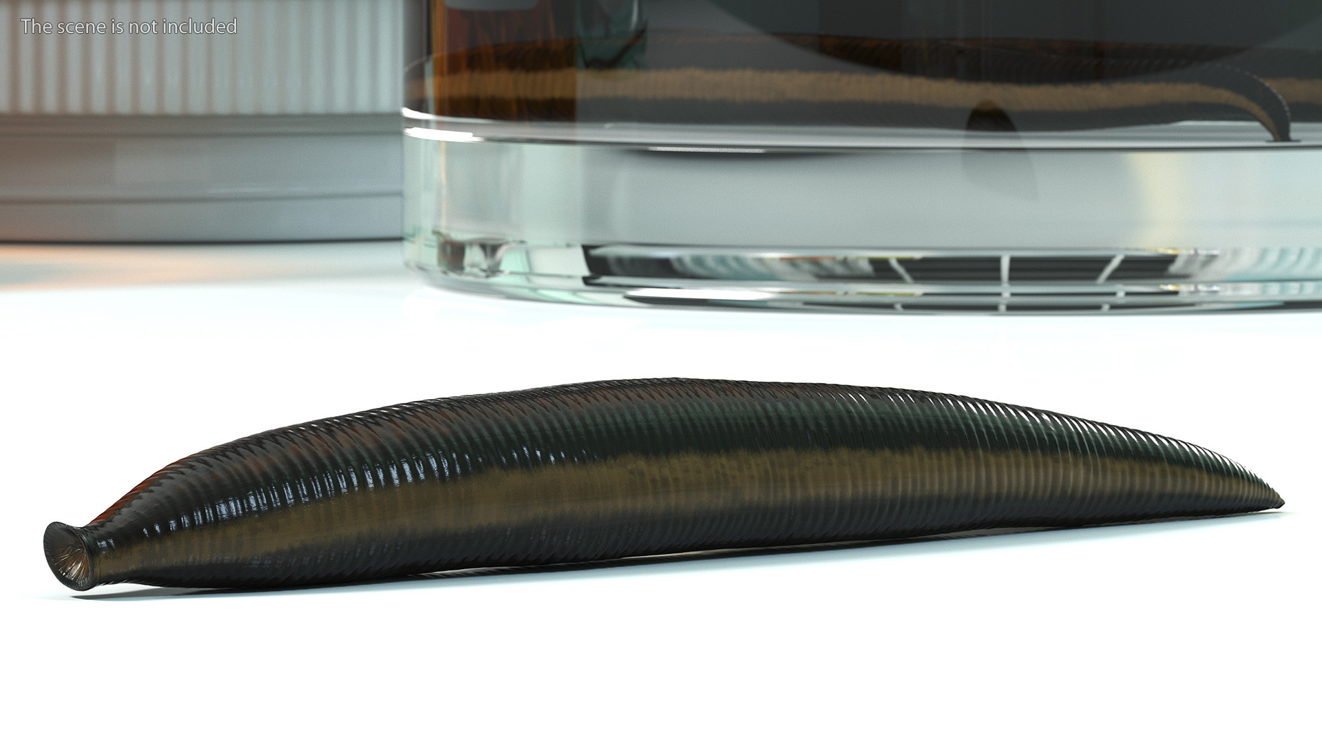 3D model Medicinal Leech