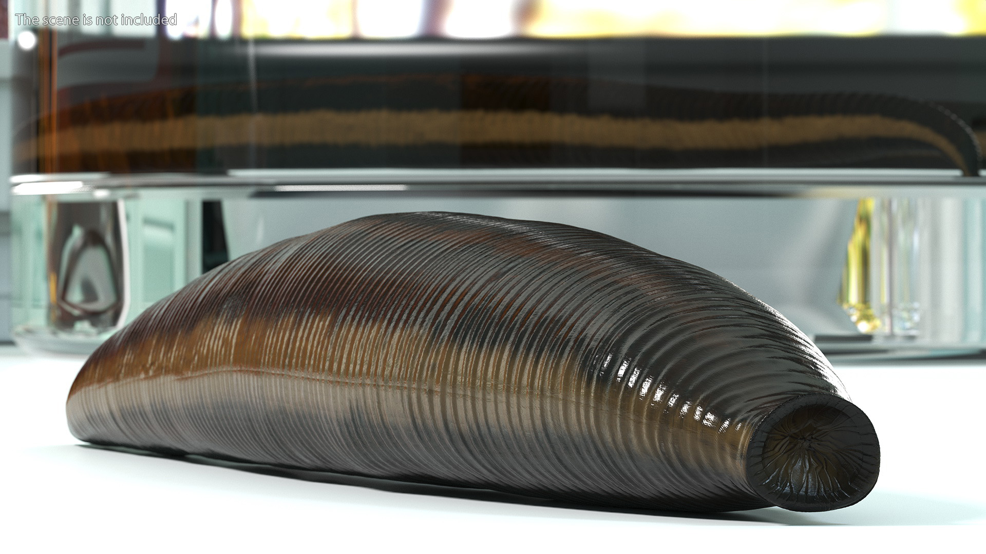 3D model Medicinal Leech