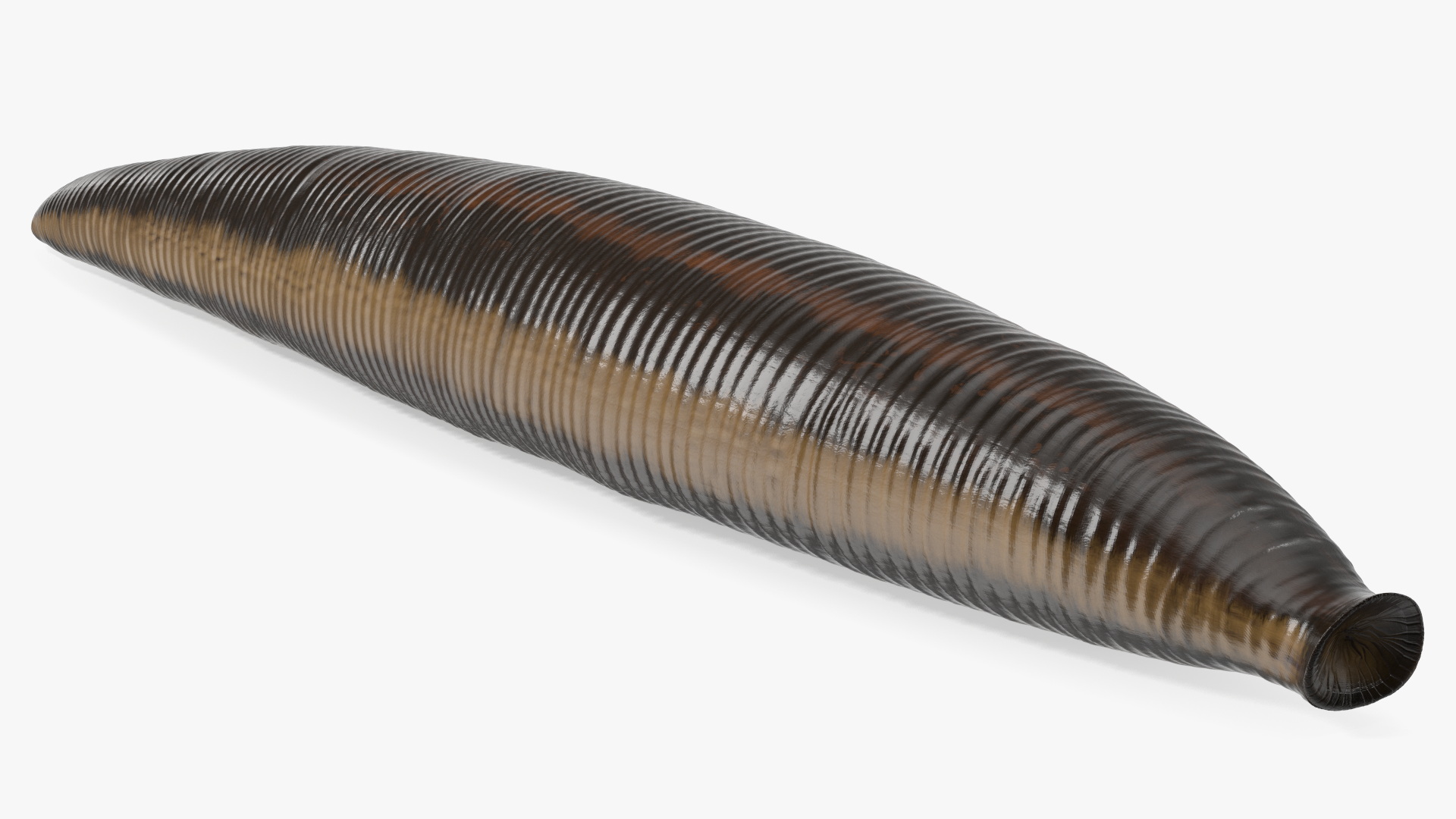 3D model Medicinal Leech