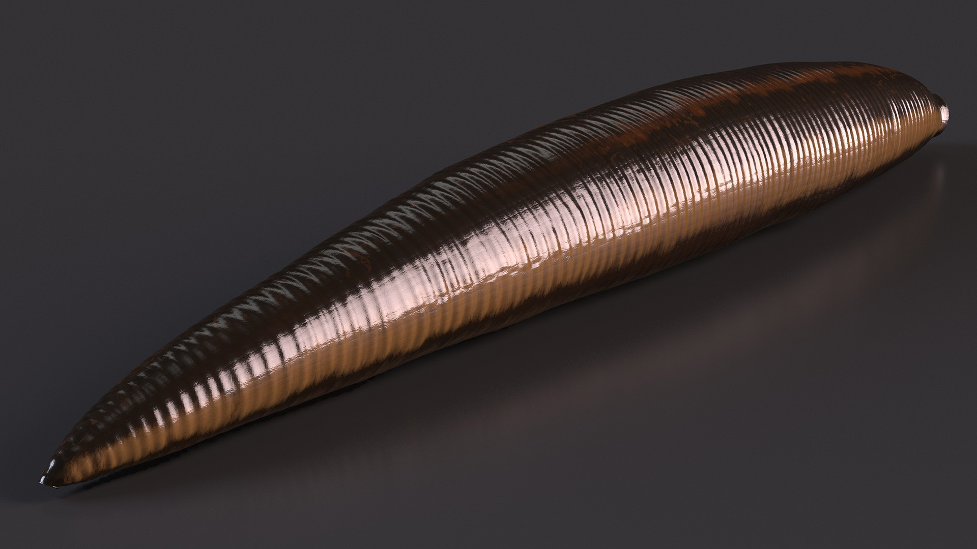 3D model Medicinal Leech