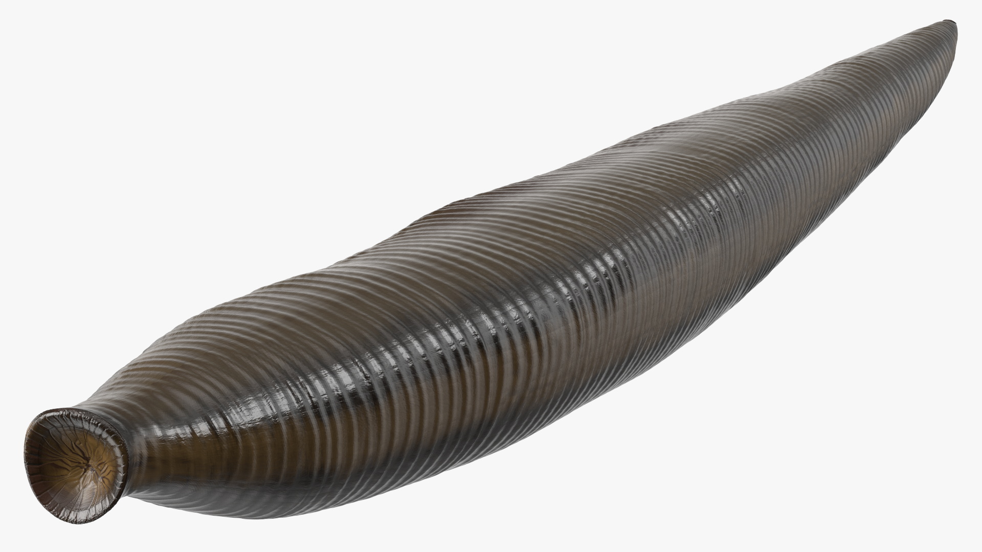 3D model Medicinal Leech