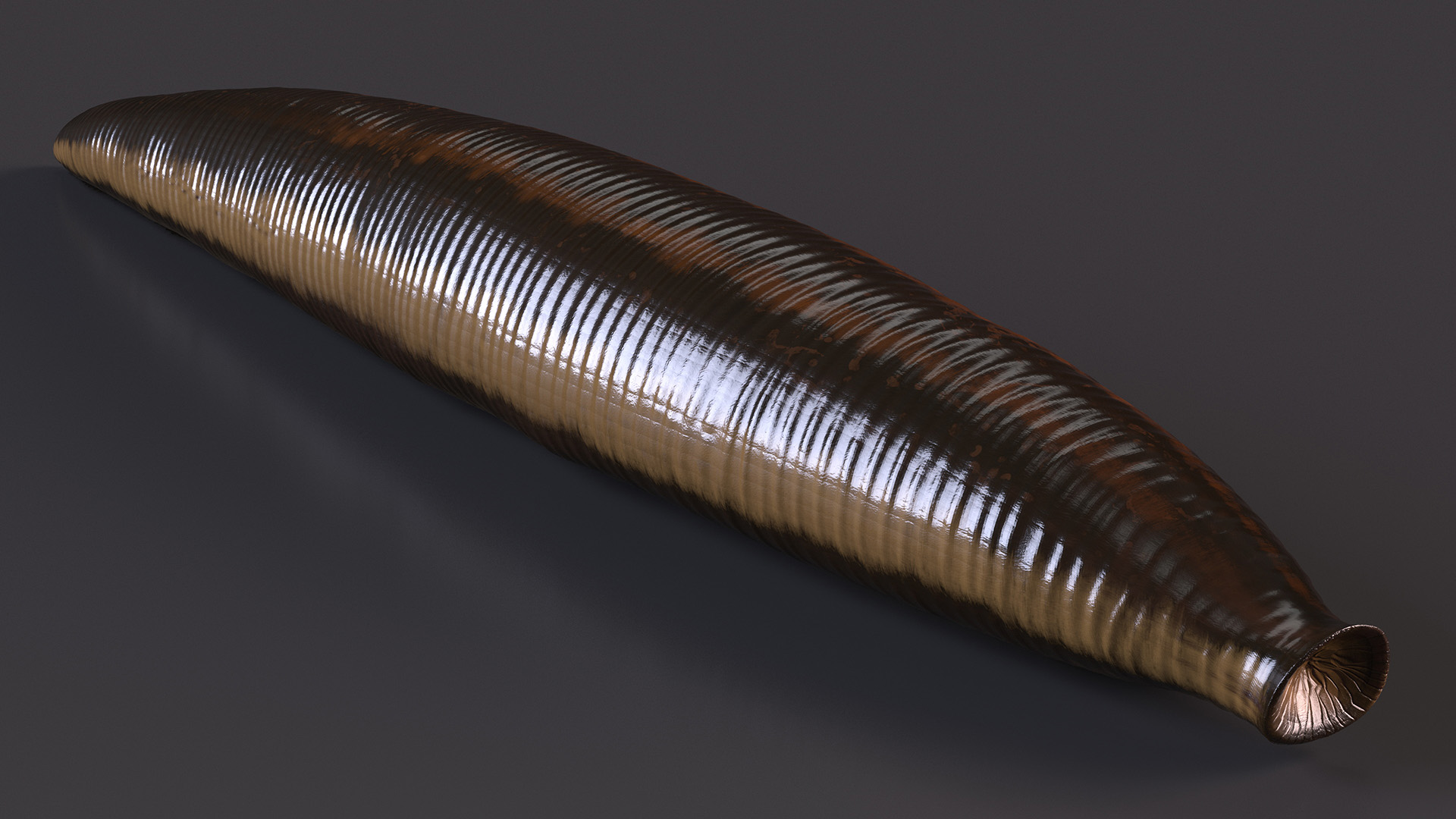 3D model Medicinal Leech