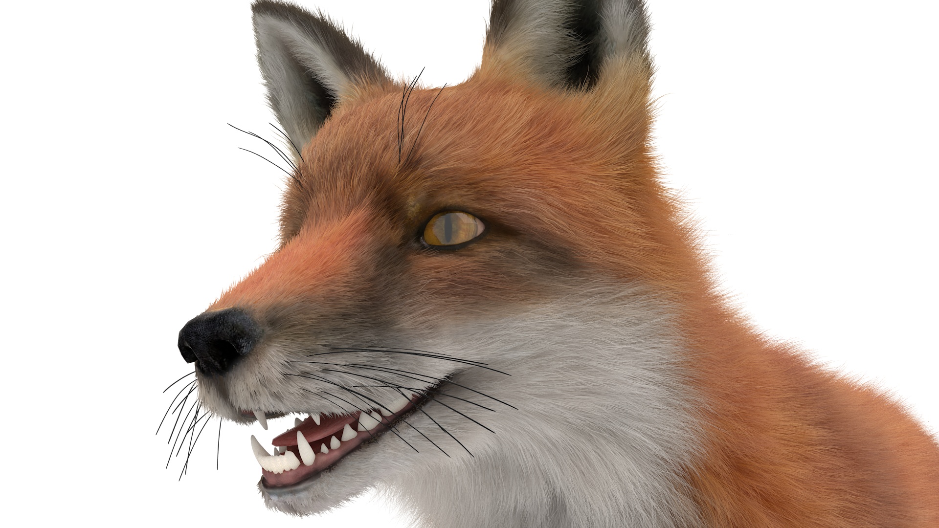 3D Red Fox Base Pose Fur