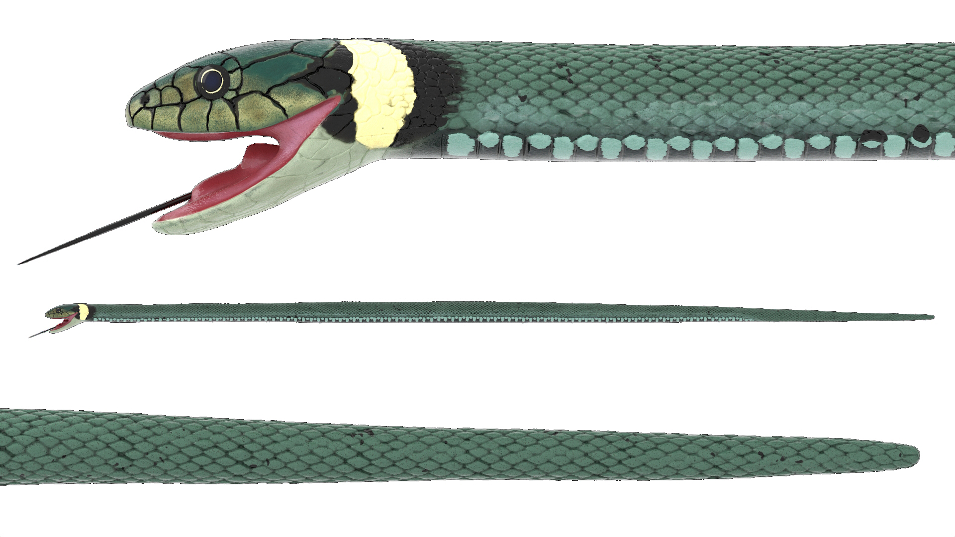 3D Eurasian Grass Snake Green