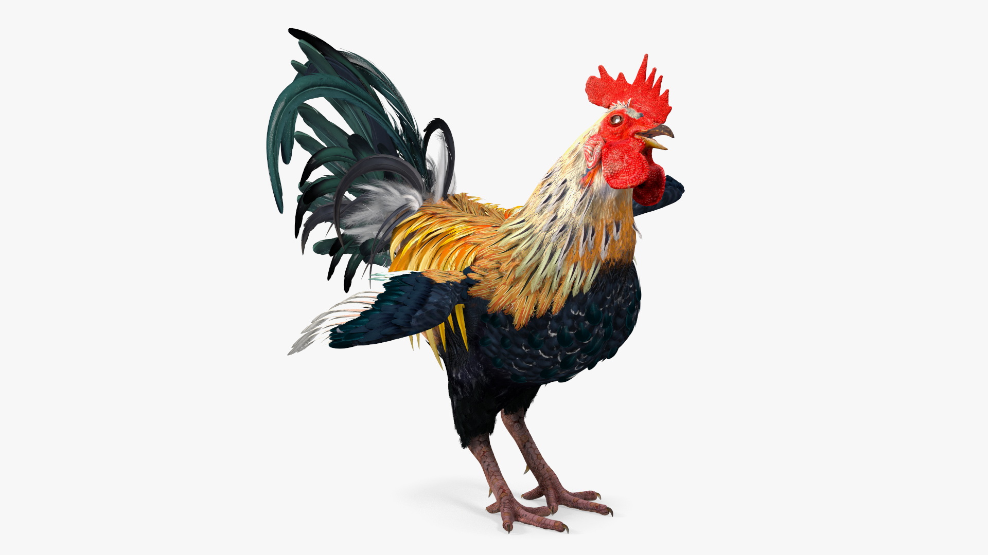 3D Rainbow Rooster Rigged for Maya