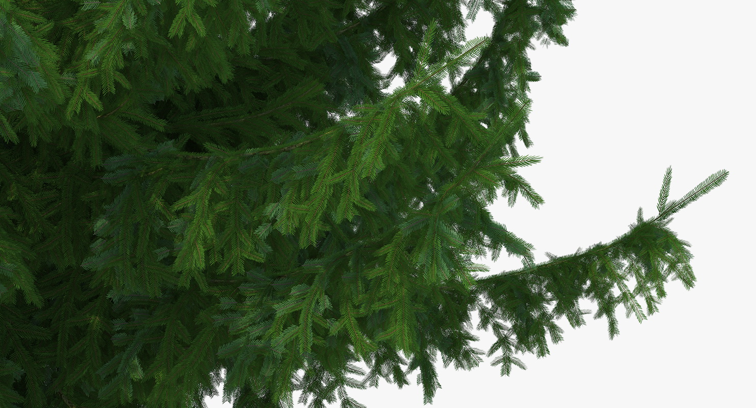 White Spruce Tree 3D