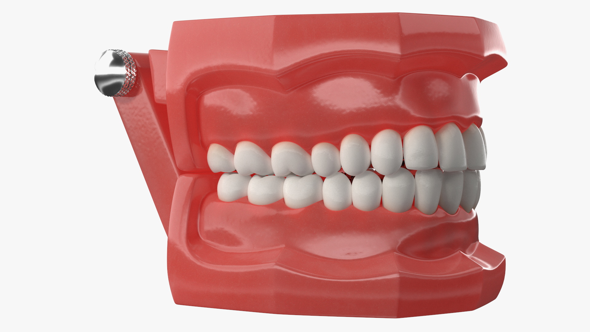 3D Lingual Braces on Typodont Teeth Model model