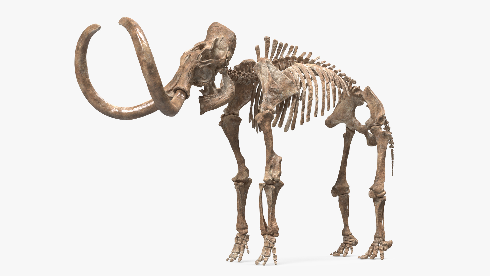 3D Mammoth Skeleton Old Bones