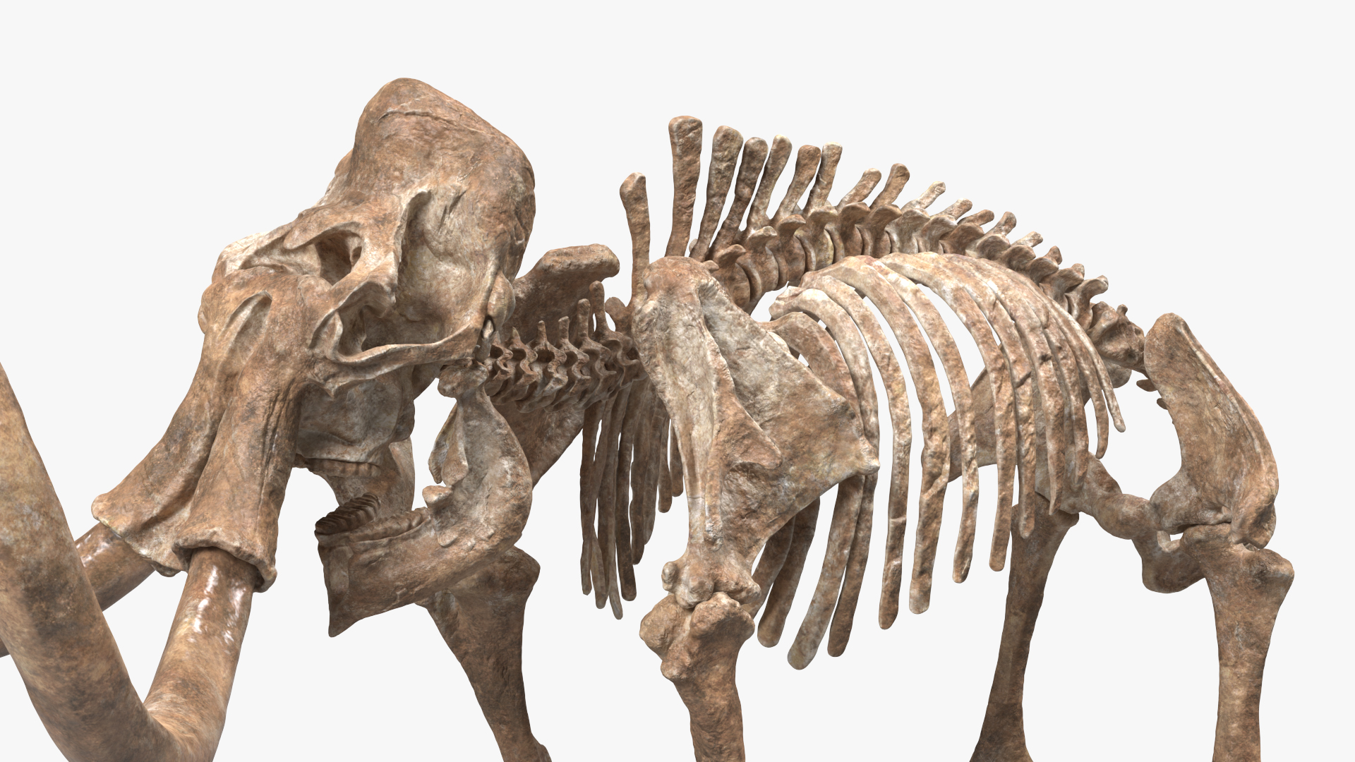 3D Mammoth Skeleton Old Bones