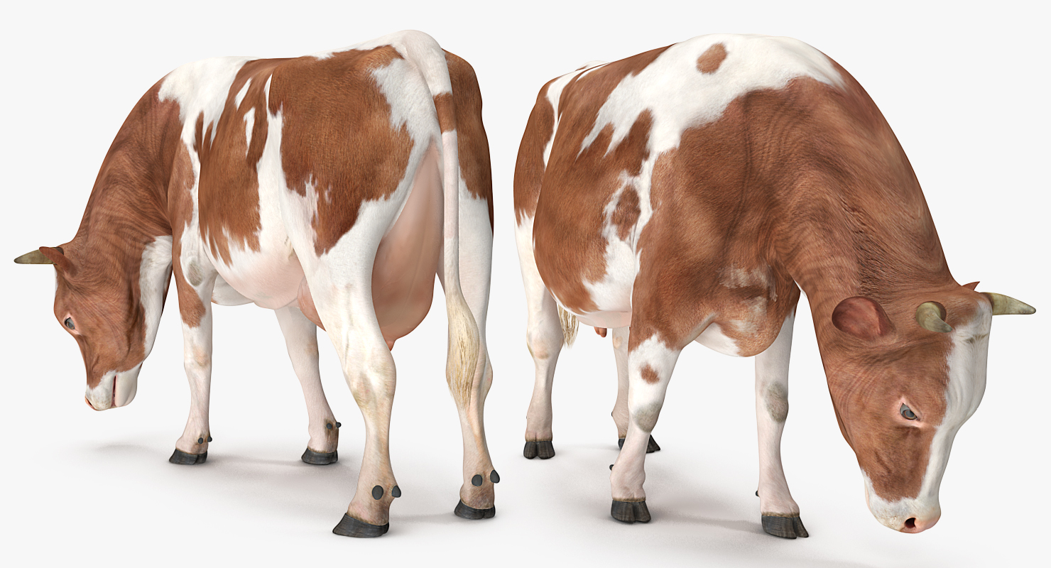 Holstein Cow Eating Pose 3D model