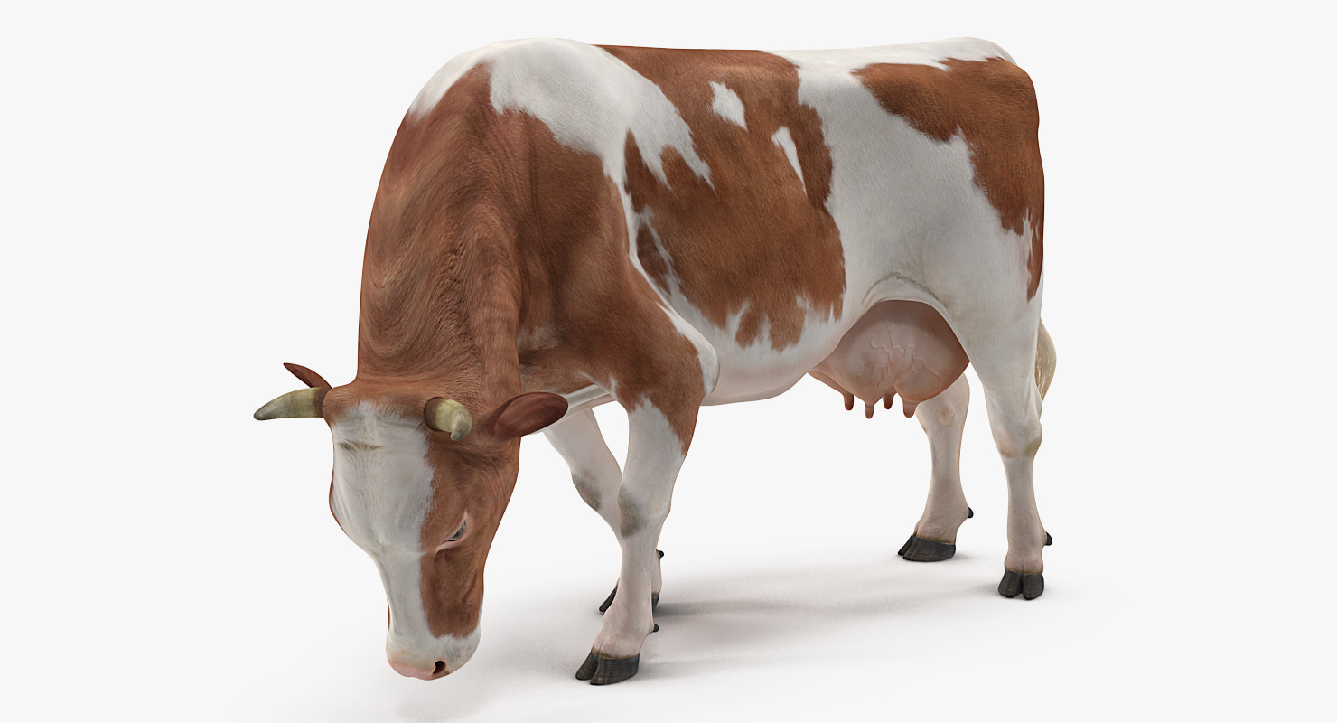 Holstein Cow Eating Pose 3D model