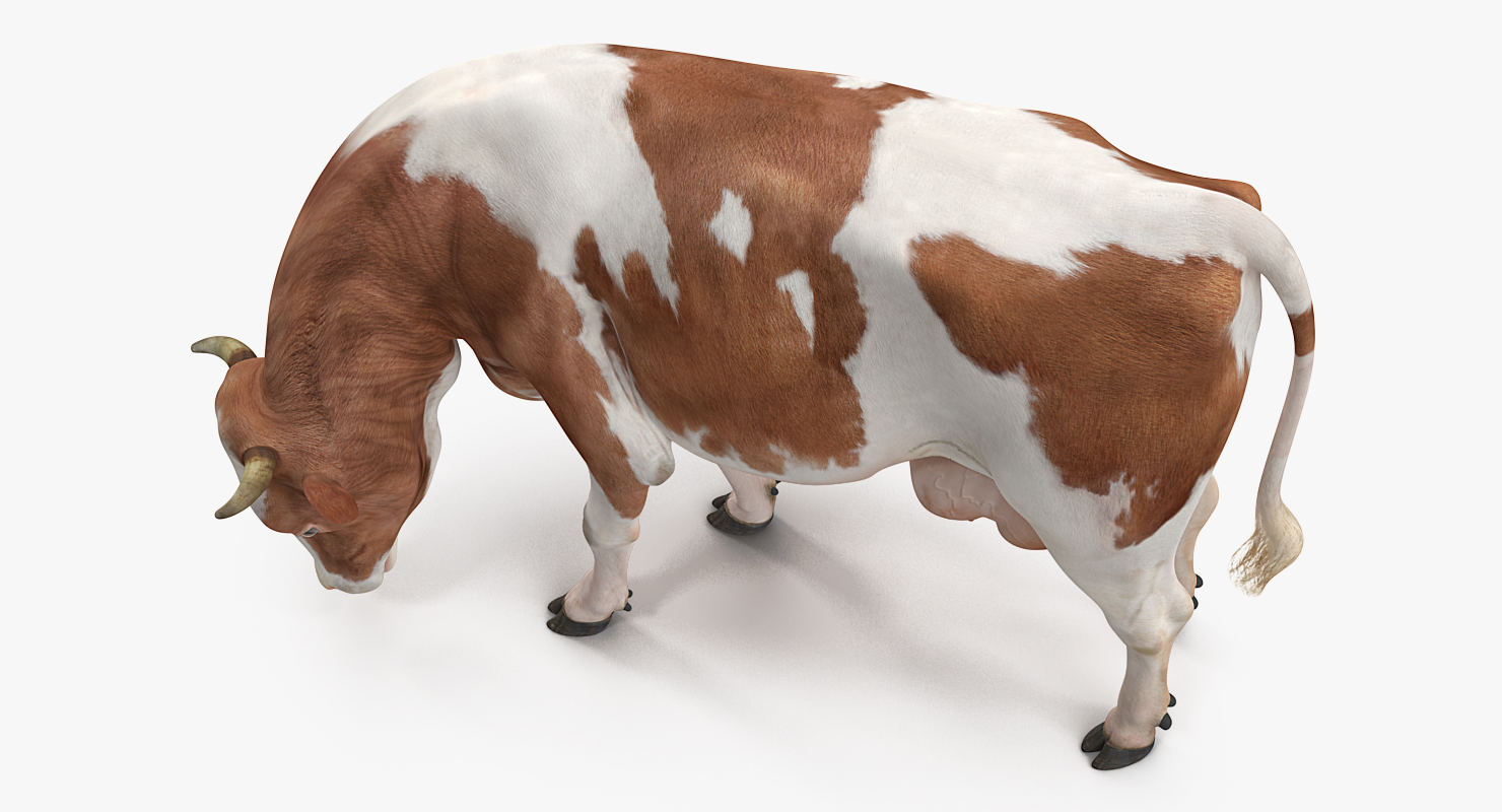 Holstein Cow Eating Pose 3D model