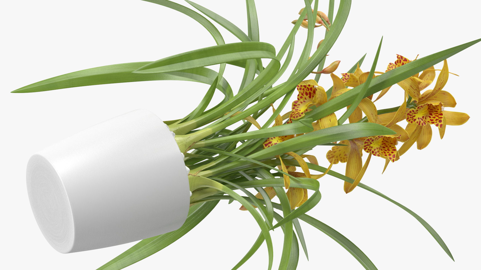 Yellow Orchid Pot 3D