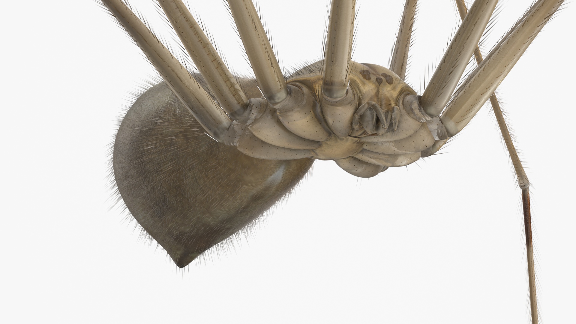 3D Pholcidae Fur model