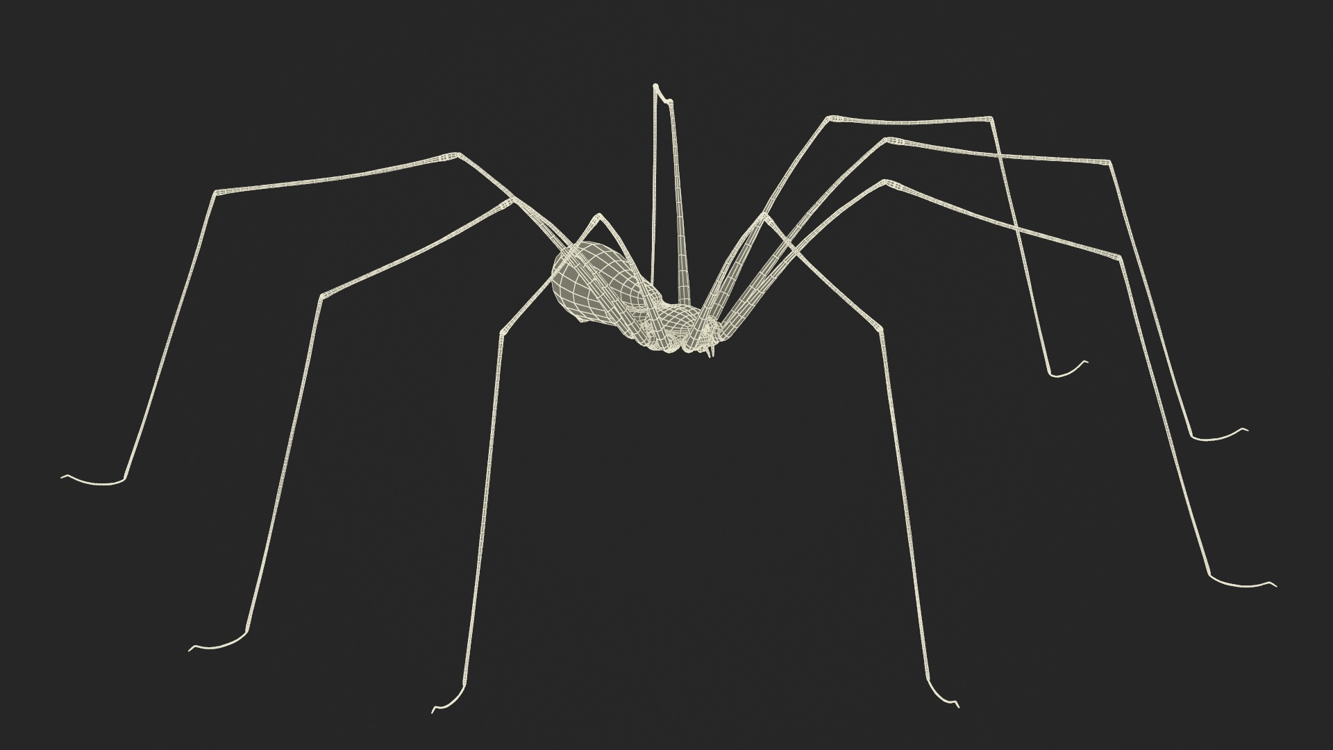 3D Pholcidae Fur model