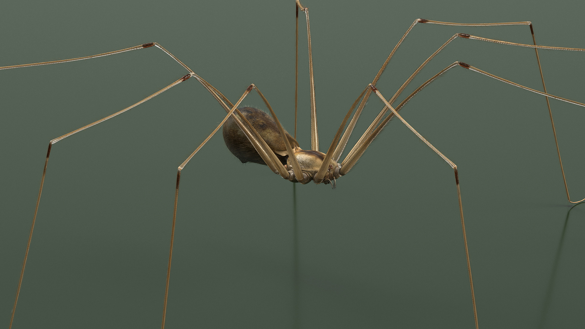 3D Pholcidae Fur model