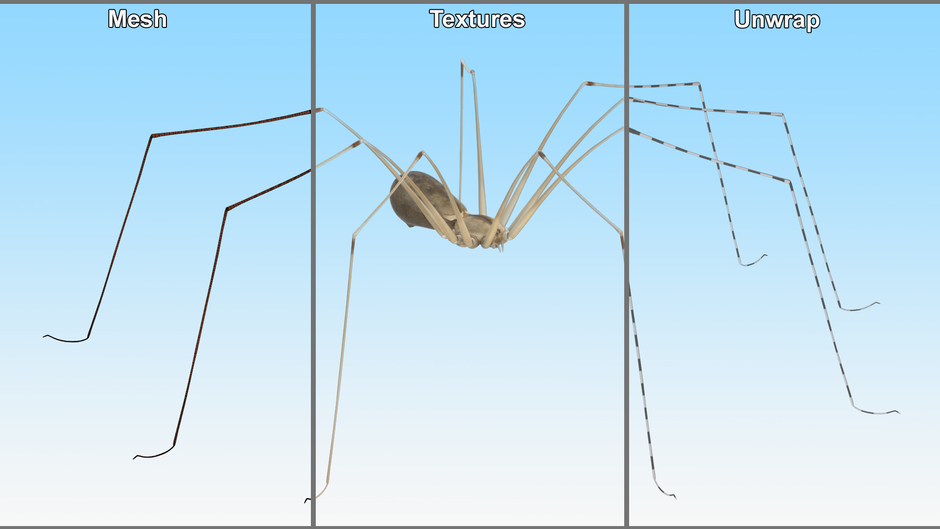 3D Pholcidae Fur model