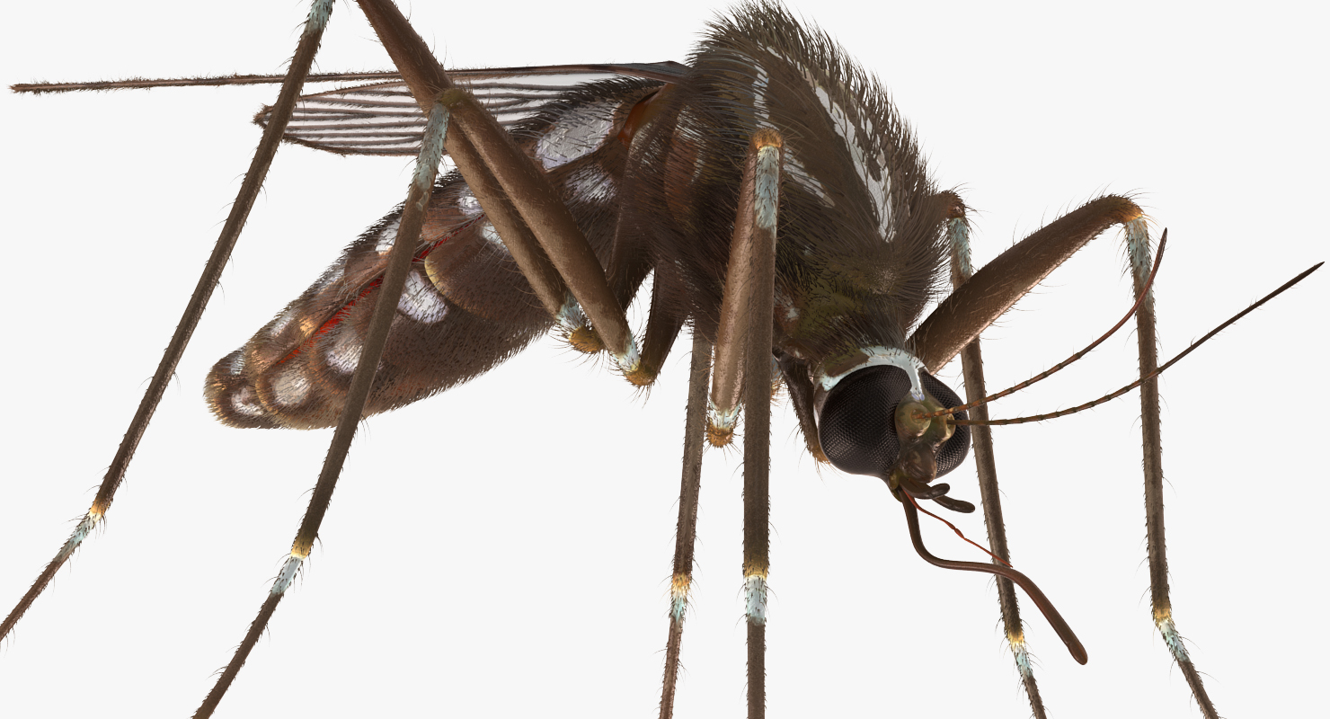 Mosquito Rigged with Fur 3D model