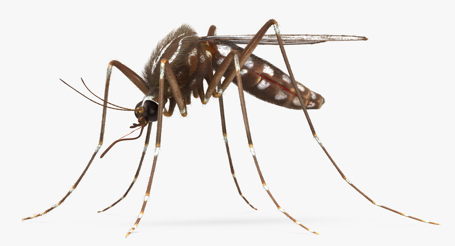 Mosquito Rigged with Fur 3D model