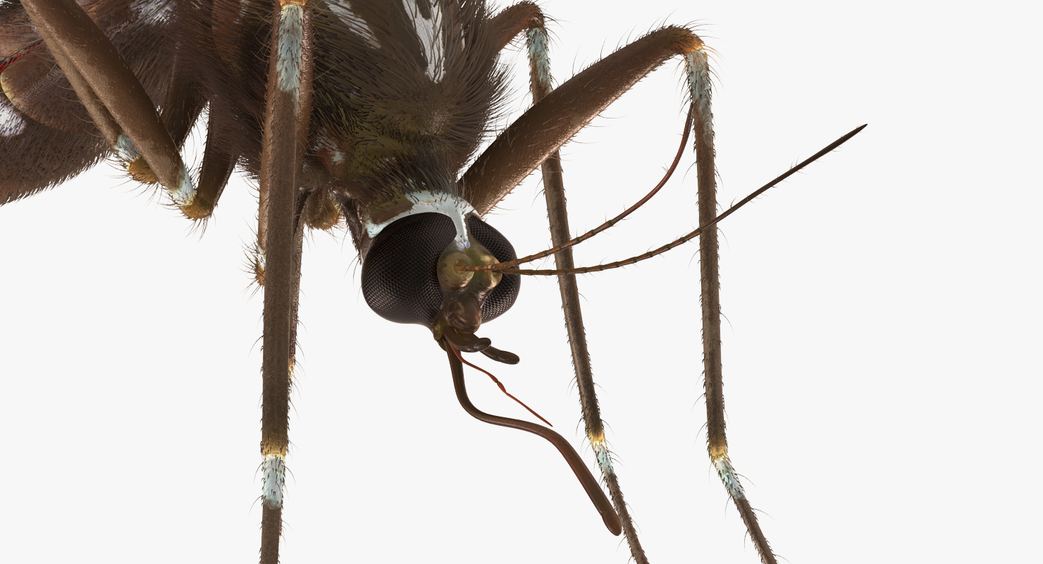 Mosquito Rigged with Fur 3D model