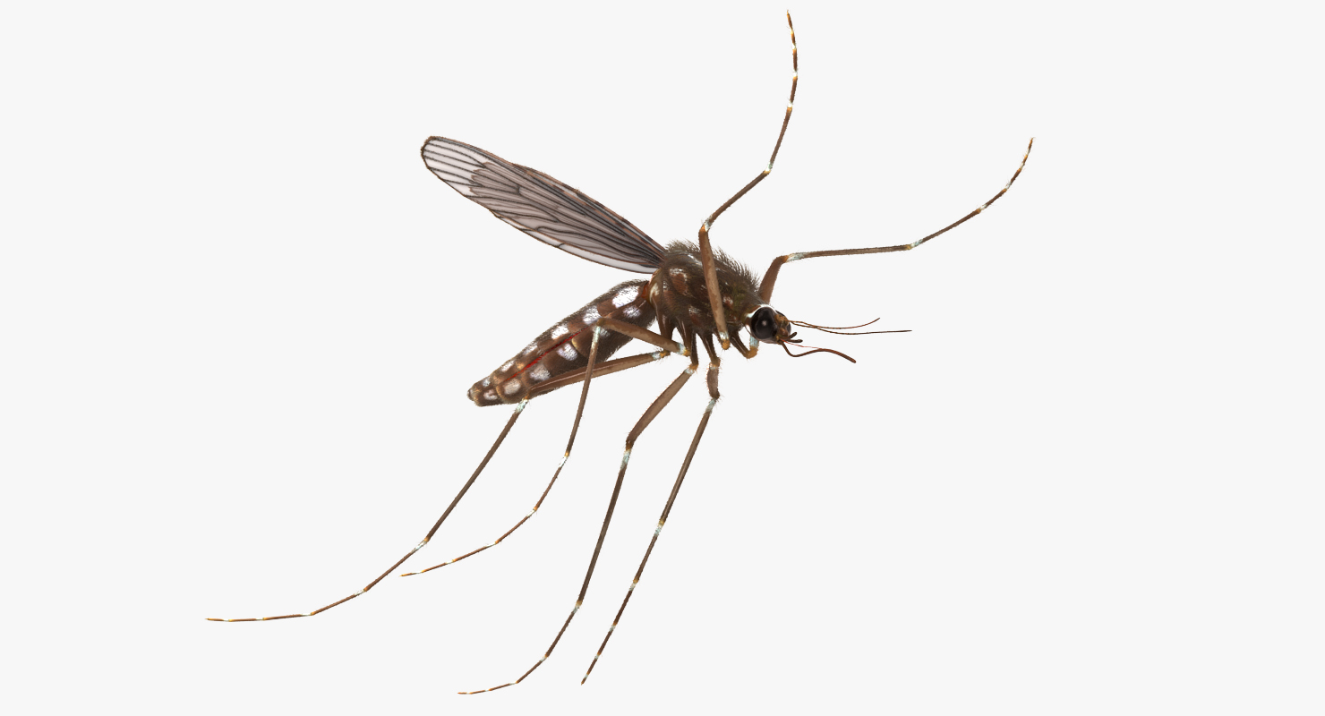 Mosquito Rigged with Fur 3D model