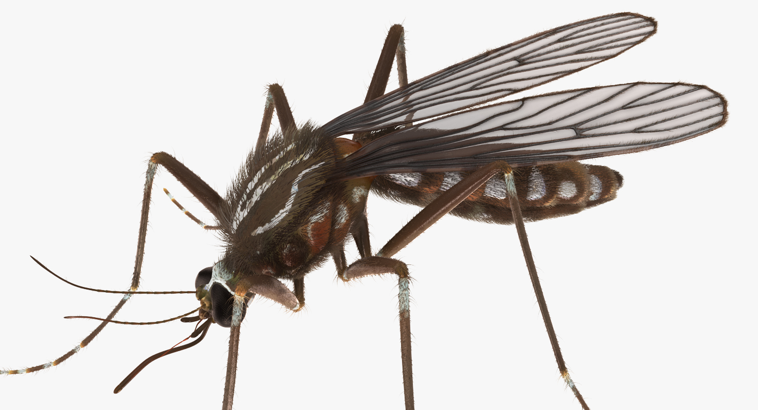 Mosquito Rigged with Fur 3D model