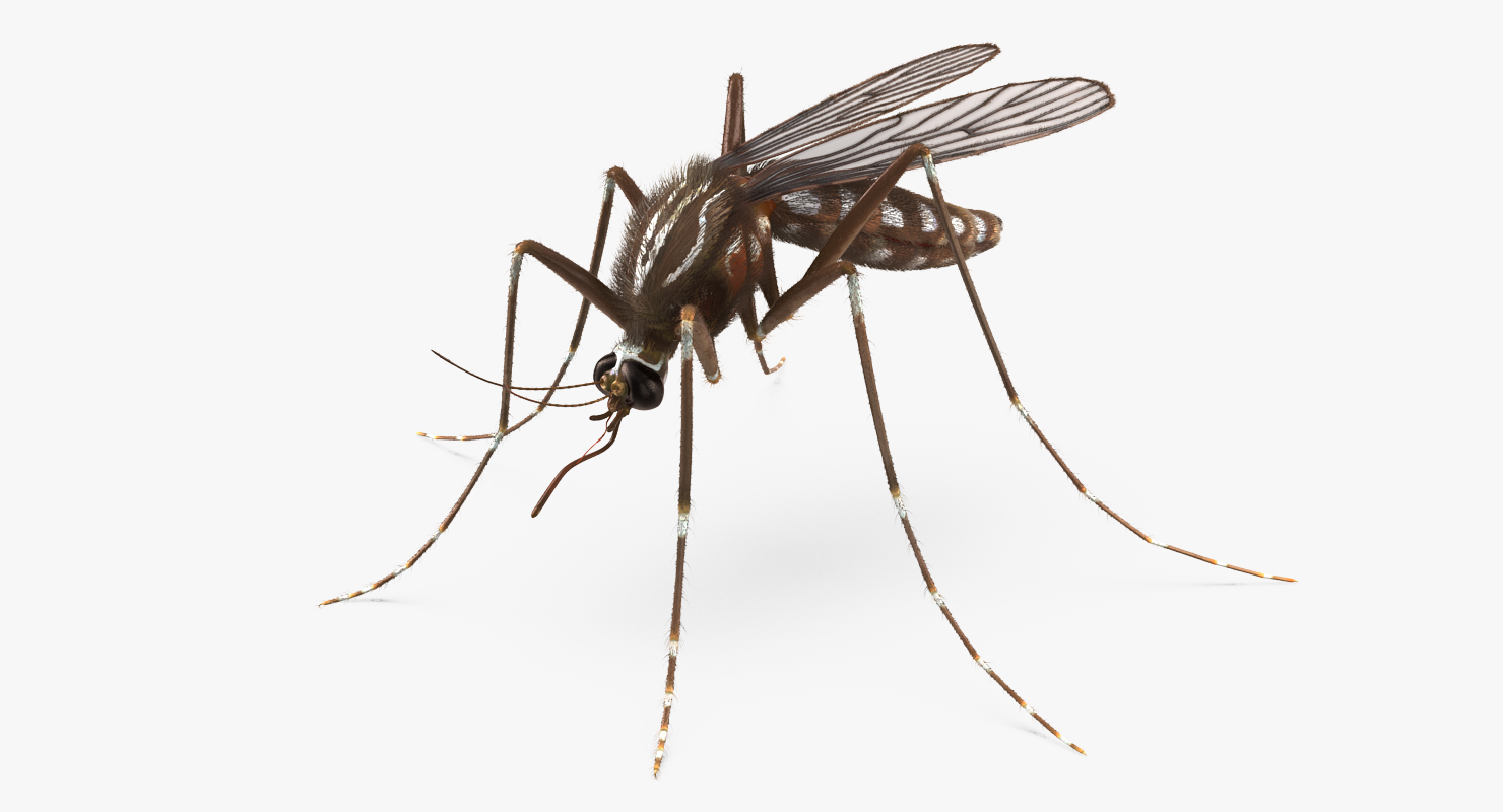 Mosquito Rigged with Fur 3D model