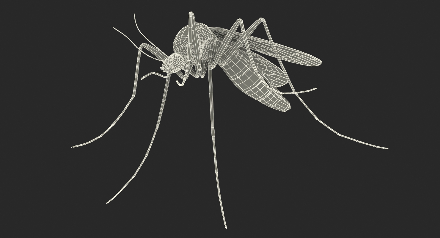 Mosquito Rigged with Fur 3D model