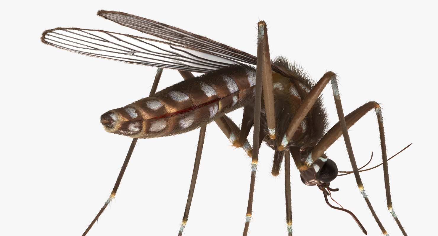 Mosquito Rigged with Fur 3D model