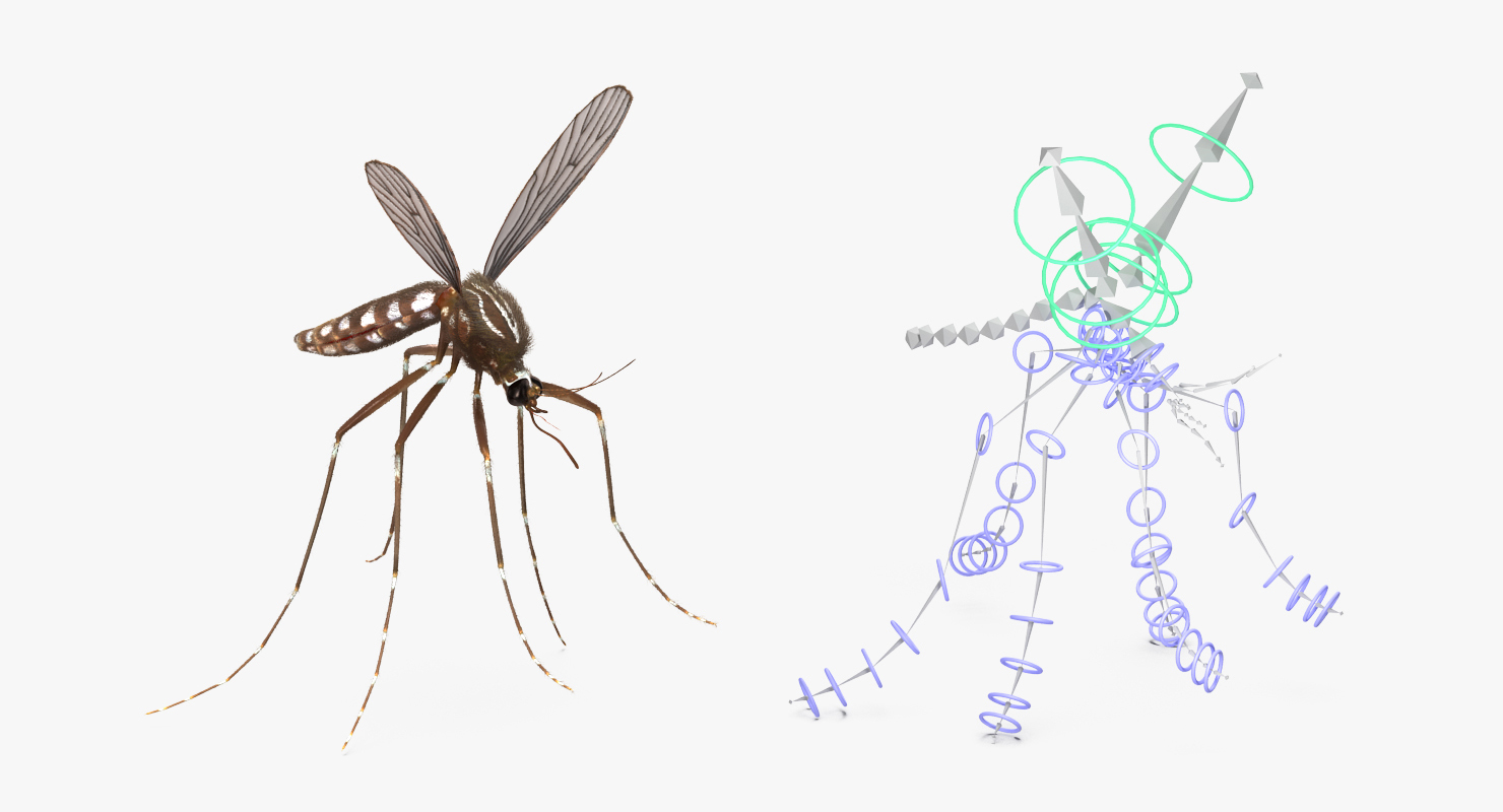 Mosquito Rigged with Fur 3D model