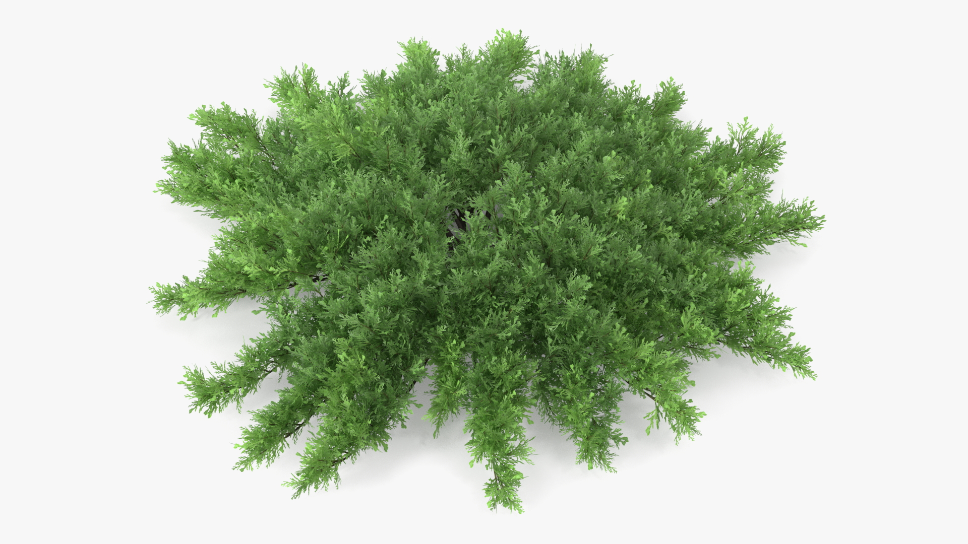 Juniperus Sabina Green 3D