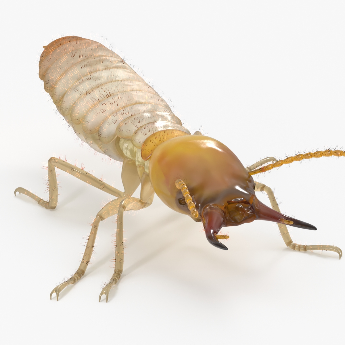 Termite Rigged 3D model