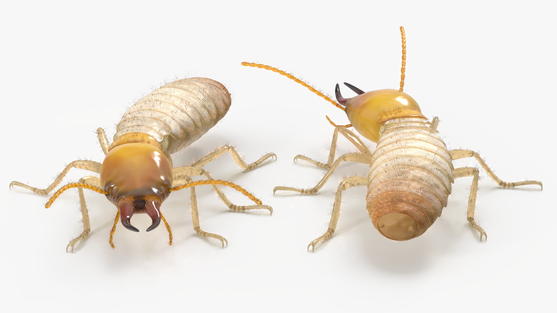 Termite Rigged 3D model