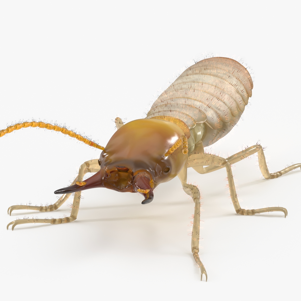 Termite Rigged 3D model