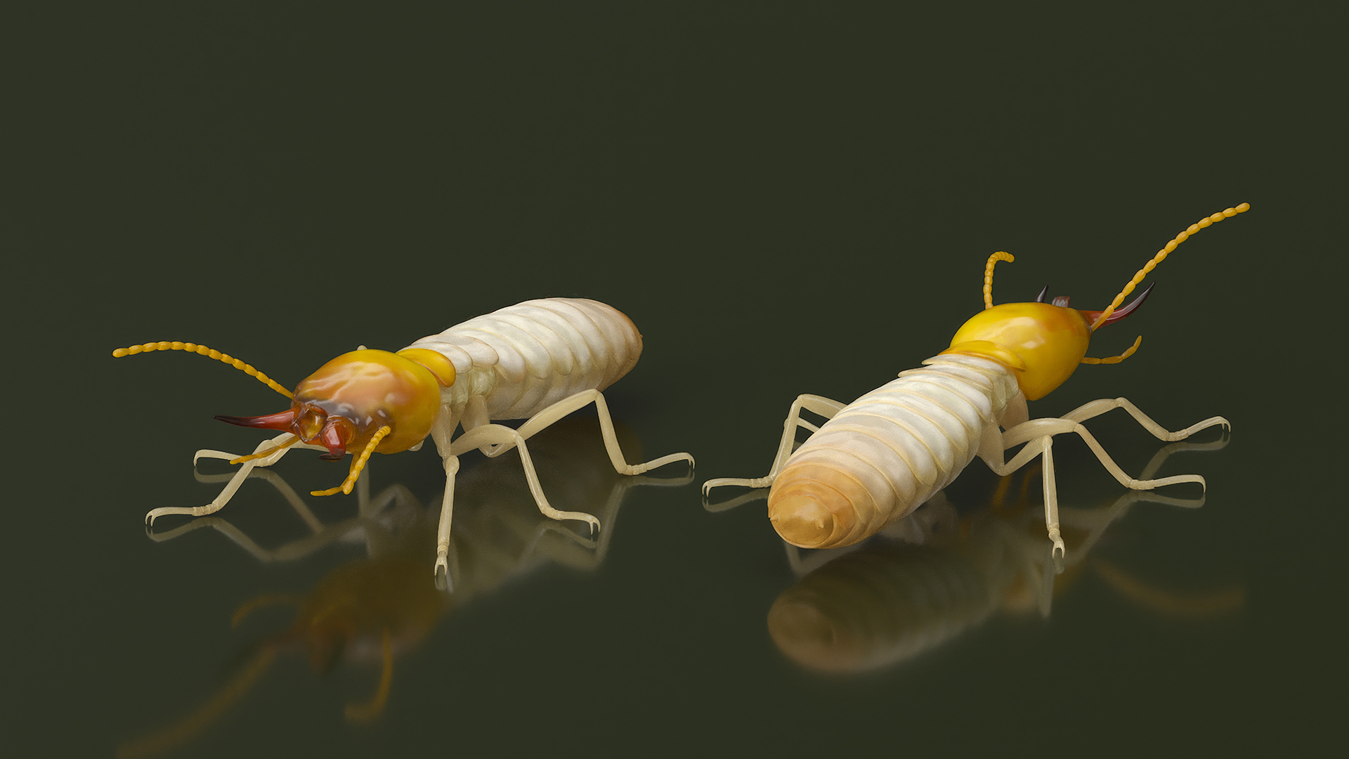 Termite Rigged 3D model