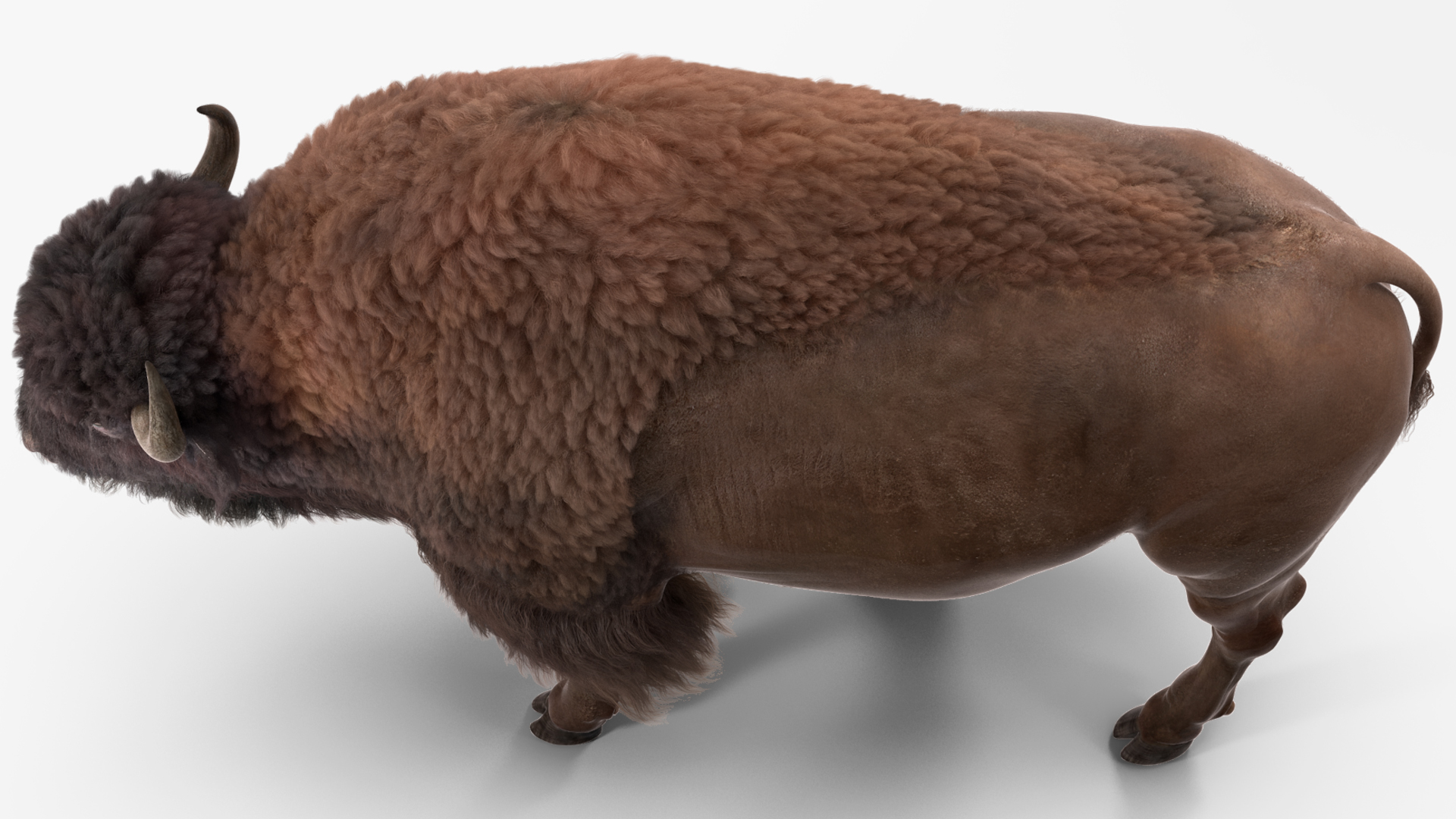 3D Walking American Bison with Fur