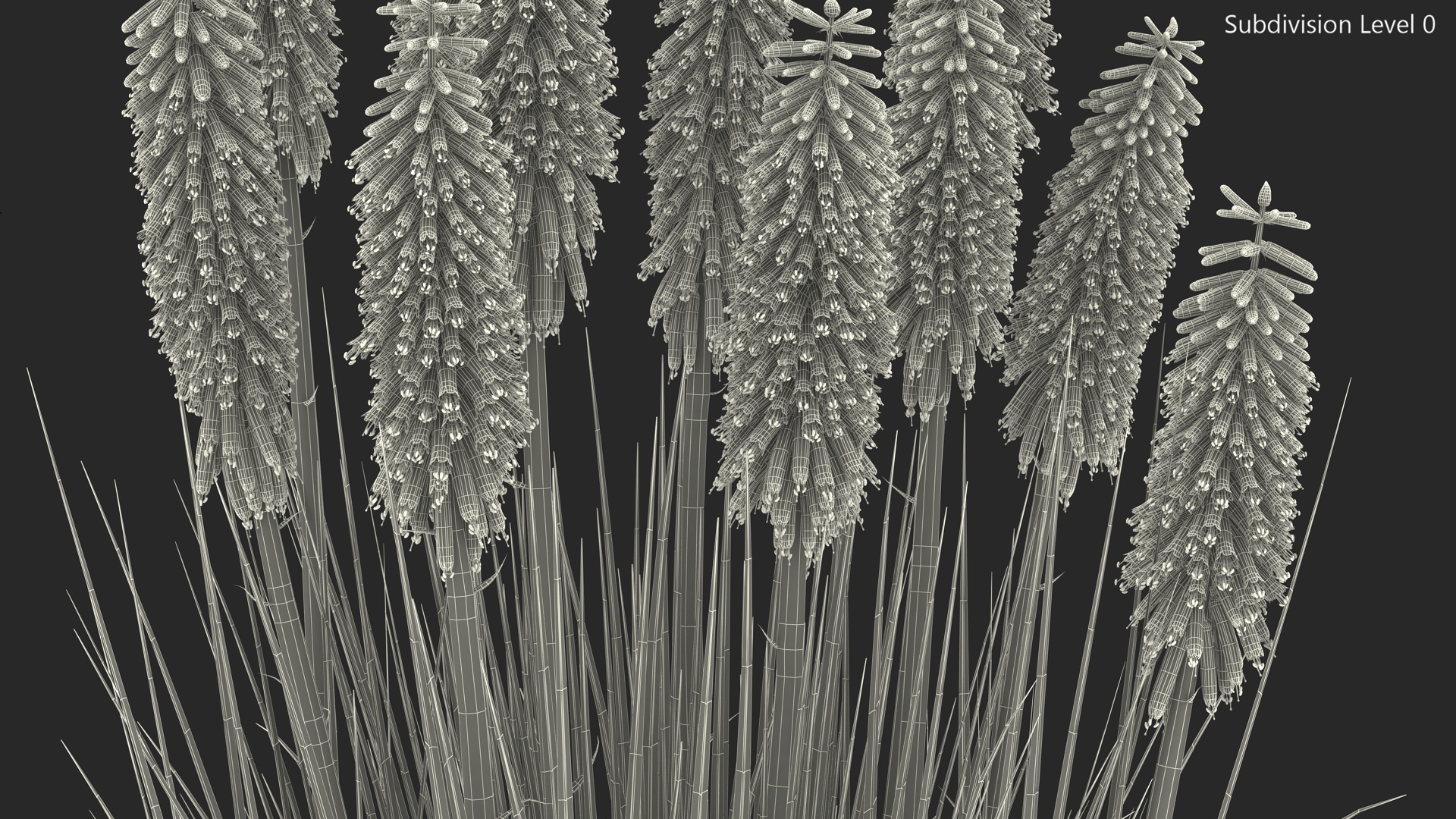 3D Kniphofia Little Maid