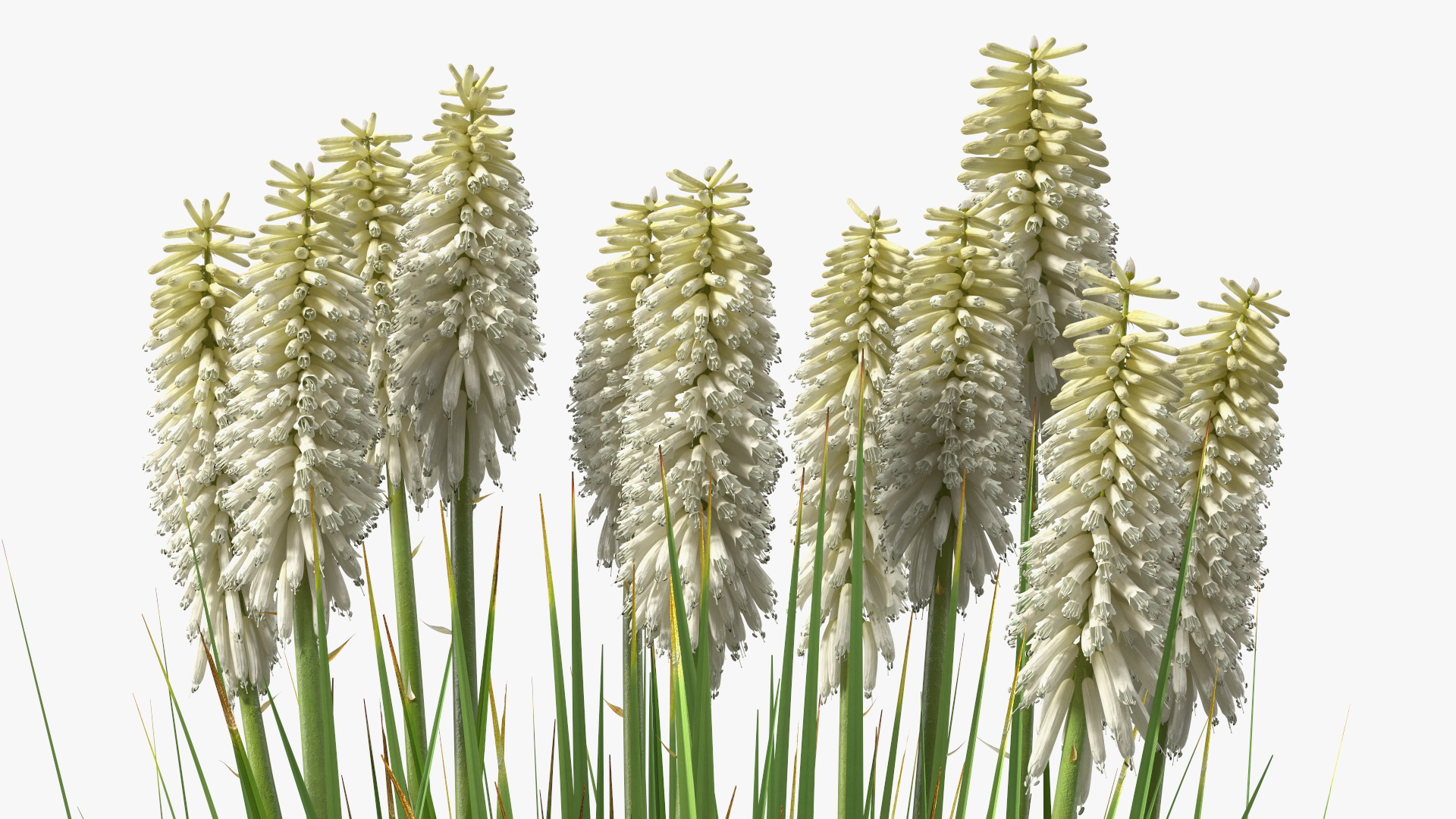 3D Kniphofia Little Maid