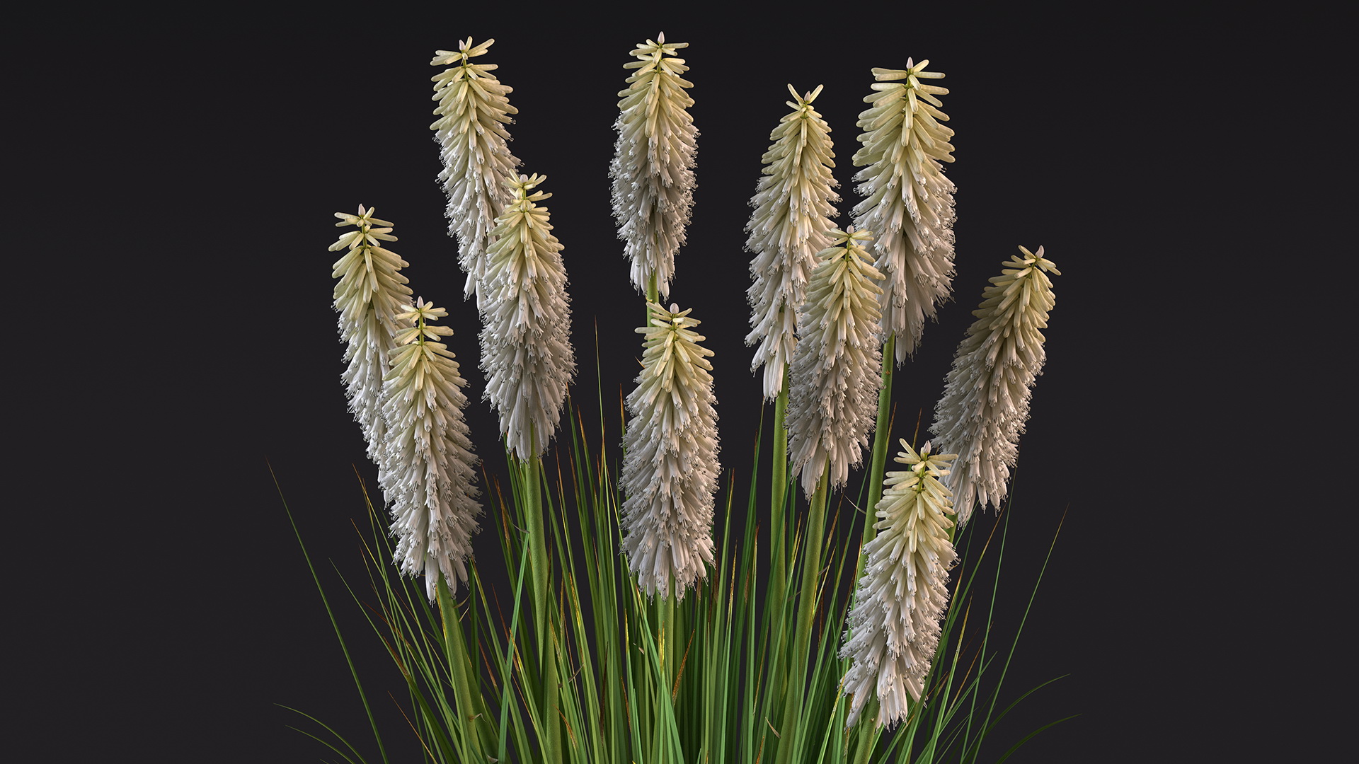 3D Kniphofia Little Maid