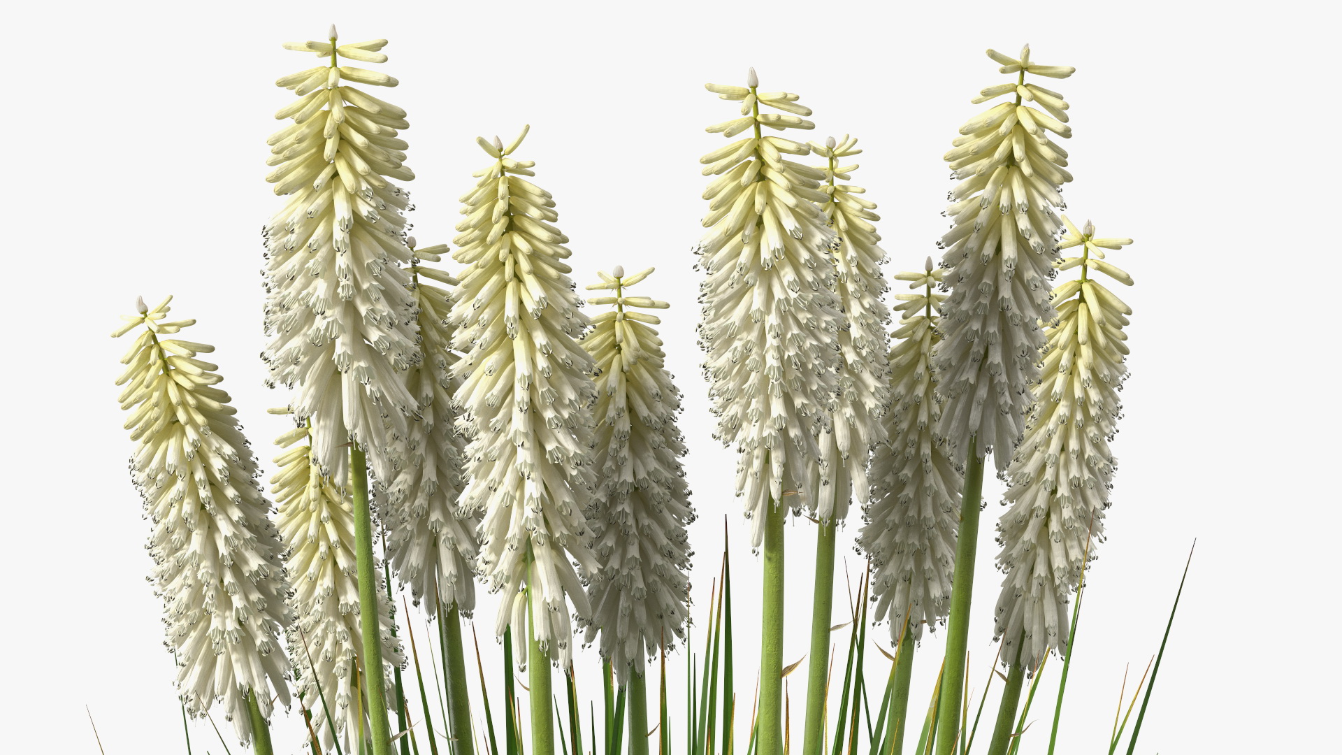 3D Kniphofia Little Maid