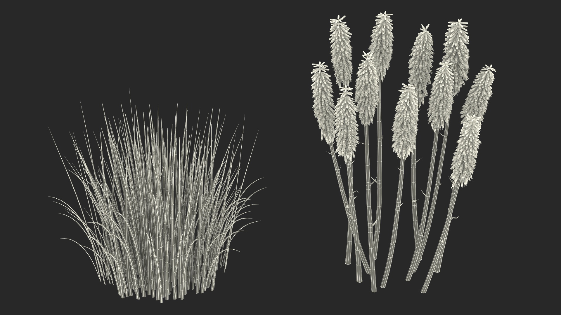 3D Kniphofia Little Maid