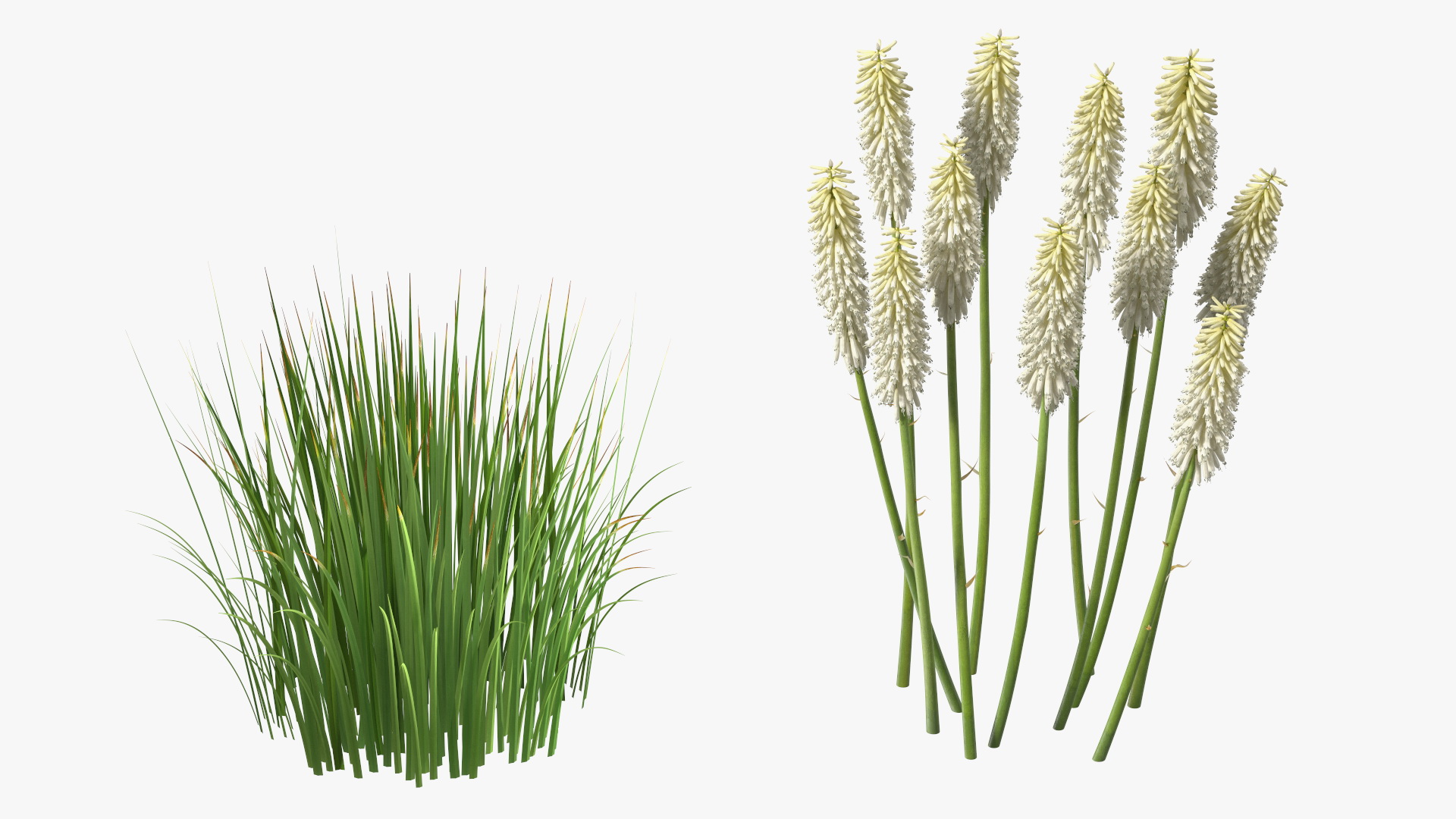 3D Kniphofia Little Maid