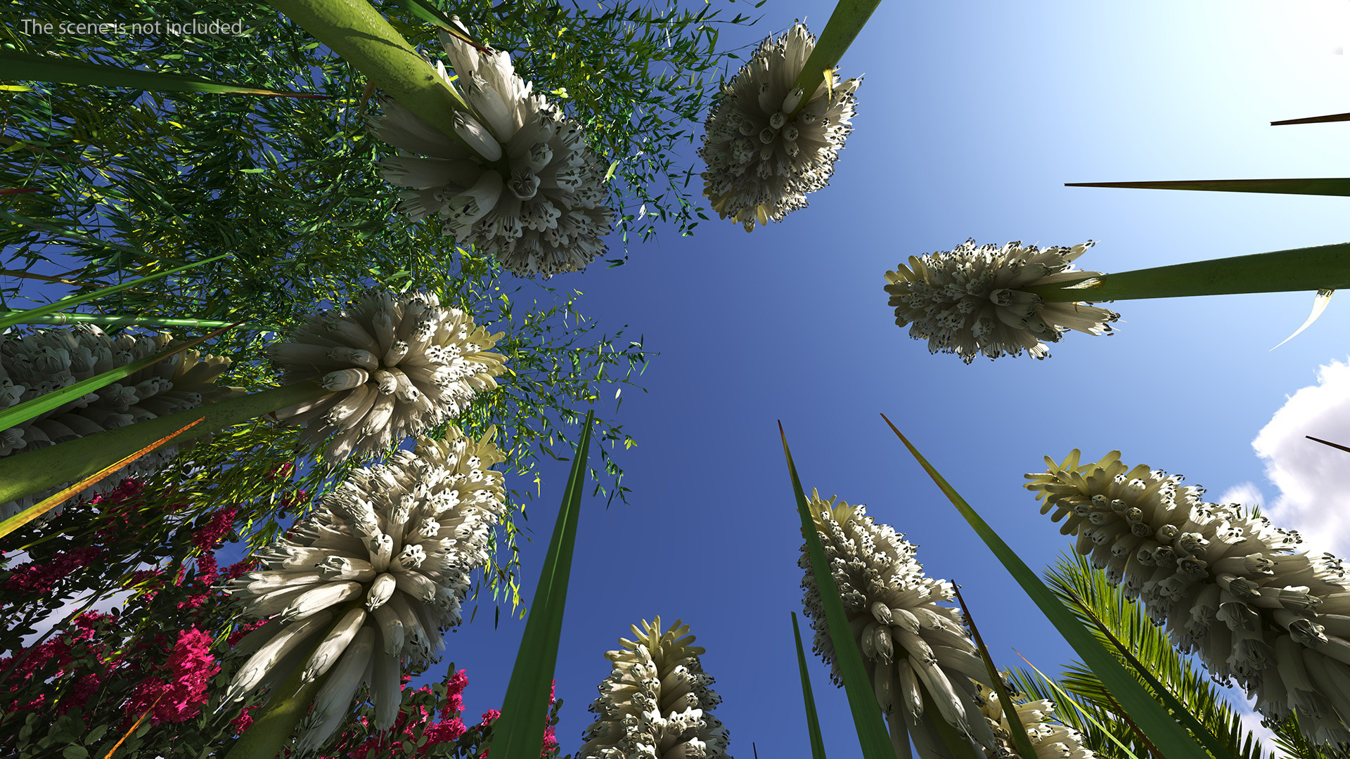 3D Kniphofia Little Maid